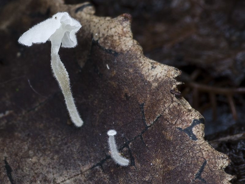 Hemimycena crispula